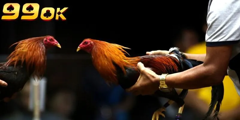 Gà Shamo - Một trong top 5 giống gà chọi mạnh nhất